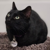 Nova, a Black Domestic Shorthair Cat