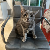 Liko, a Dark-grey, Black Alley cat Cat