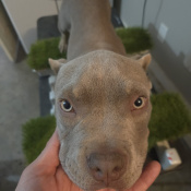 Falkor, a Light-grey American Bully Dog