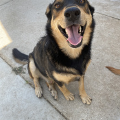 Gurdy, a Black, Brown Mix German shepherd  Dog