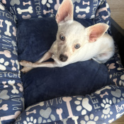 Juliette, a White, Beige Chihuahua Dog
