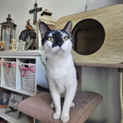 Herman, a Black, White Domestic short hair Cat