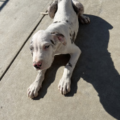 Luna, a White, Light-grey, Black, Dark-grey Great Dane Dog