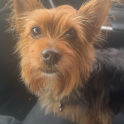 Gizmo, a Red, Black Yorkshire Terrier Dog