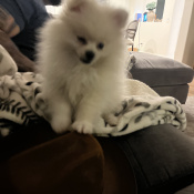 Baby, a White Pomeranian Dog