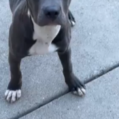 Marley, a White, Dark-blue Cane Corso Mix Dog