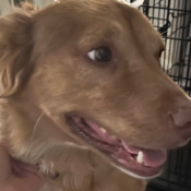 Bella, a Brown Aust Shepherd - Germ Shepherd Dog