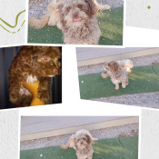 Browny, a Brown Miniature Poodle Dog