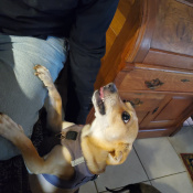 Happy, a White, Tan Chihuahua Dog