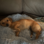 %name%, a %color% %breed% %type%