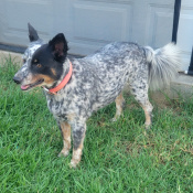 Harley, a Blue Australian Cattle Dog Dog