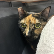 Luna, a White, Black, Beige, Orange Domestic Shorthair Cat