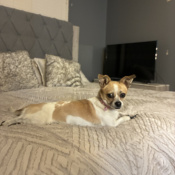 Vida, a White, Tan Chihuahua Mix Dog