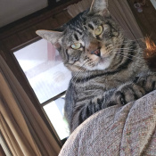 Garfield, a Dark-grey, Black, Grey, Light-grey American Shorthair Cat