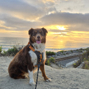 Kahlua, a White, Brown, Tan Australian Shepherd Dog