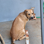 Abby, a Tan, Black American Pit Bull Terrier Mix Dog