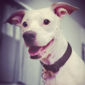Soma, a White American Pit Bull Terrier Mix Dog