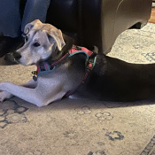 Ruby, a Dark-grey, Black, White Mix Dog