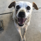 Muneca, a Cream Chihuahua Dog