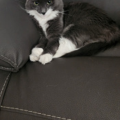 Charlie, a Dark-grey, White Domestic Mediumhair Cat