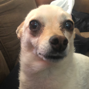 Delilah, a Cream Terrier - Mix Dog