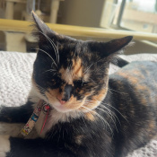 Snickers, a Black, Golden, White Domestic Shorthair Cat