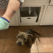 Daisy, a Dark-grey American Pit Bull Terrier Dog