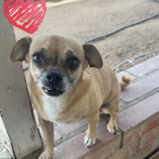 Belle, a Tan Puggle (Pug + Beagle) Dog
