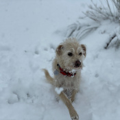 Wilson, a White Breed Unknown Dog