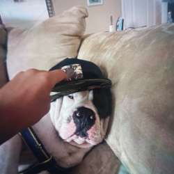 %name%, a %color% %breed% %type%