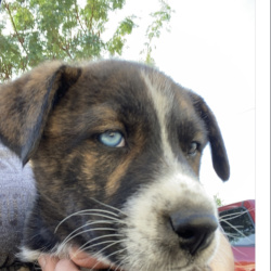 {petName}, a Dark-brown, White, Black German Shepherd Mix Dog