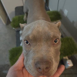 {petName}, a Light-grey American Bully Dog