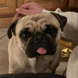 {petName}, a Tan Pug Dog