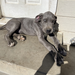 {petName}, a Dark-grey Great Dane Dog