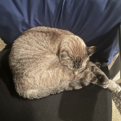 {petName}, a White, Light-grey, Grey Siamese Mix Cat