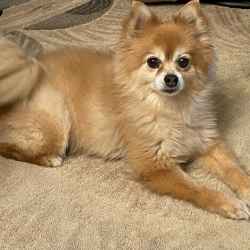 {petName}, a Unknown Pomeranian Mix Dog