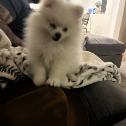 {petName}, a White Pomeranian Dog