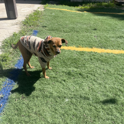 {petName}, a Brown Chihuahua Mix Dog