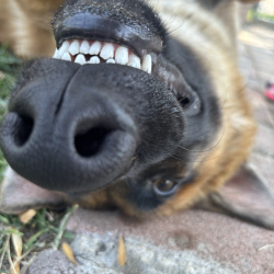 {petName}, a Brown, Dark-brown, Tan Mixed  Dog