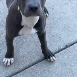 {petName}, a White, Dark-blue Cane Corso Mix Dog