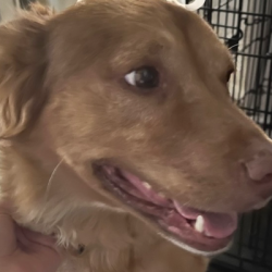 {petName}, a Brown Aust Shepherd - Germ Shepherd Dog