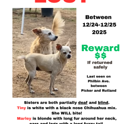 {petName}, a Golden, Cream, White Chihuahua Mix Dog