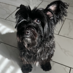 {petName}, a Black, White West Highland White Terrier Mix Dog