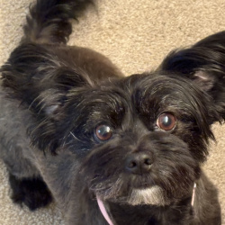 {petName}, a Black Terrier Dog