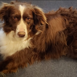 {petName}, a Brown, White Australian Shepherd Dog