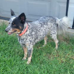 {petName}, a Blue Australian Cattle Dog Dog
