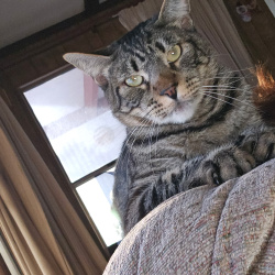 {petName}, a Dark-grey, Black, Grey, Light-grey American Shorthair Cat