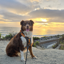 {petName}, a White, Brown, Tan Australian Shepherd Dog