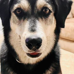 %name%, a %color% %breed% %type%