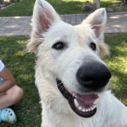 {petName}, a White, Cream Mixed  Dog